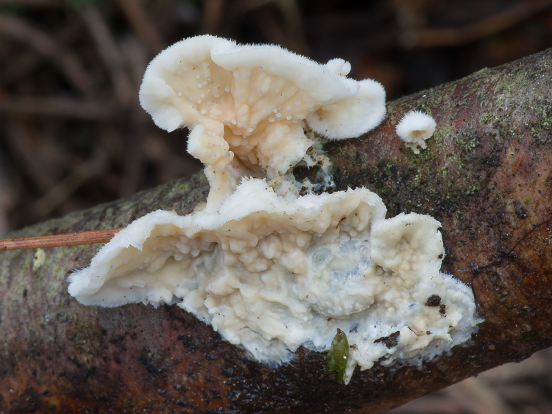 Stereophlebia pendula Stereophlebia pendula